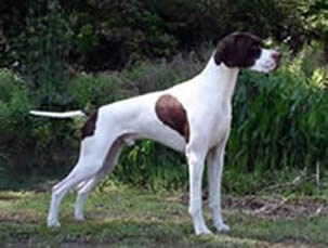 Photo: We would like to introduce Solivia's Skywalker  to the great white North.  Luke will be a great addition to our family  Thanks goes out to Solivia Kennels for sharing this fine young dog with us here at Perry Glen Kennels English Pointers